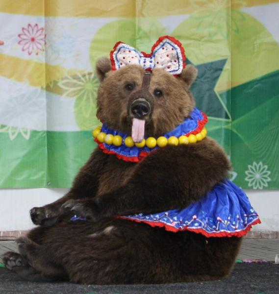 Животные дрессированные